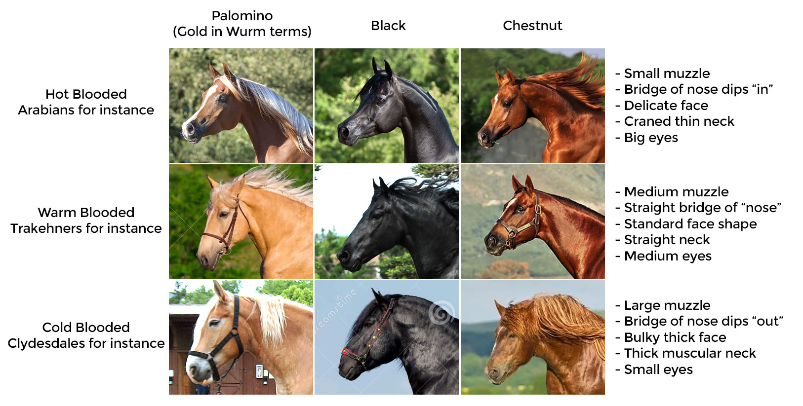 horse_vs_breed.jpg